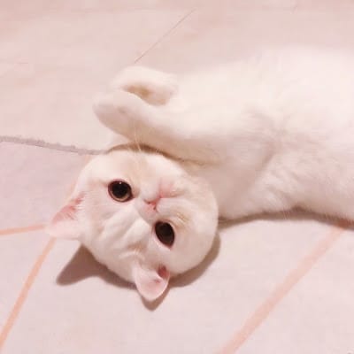 Martua Sitorus avatar